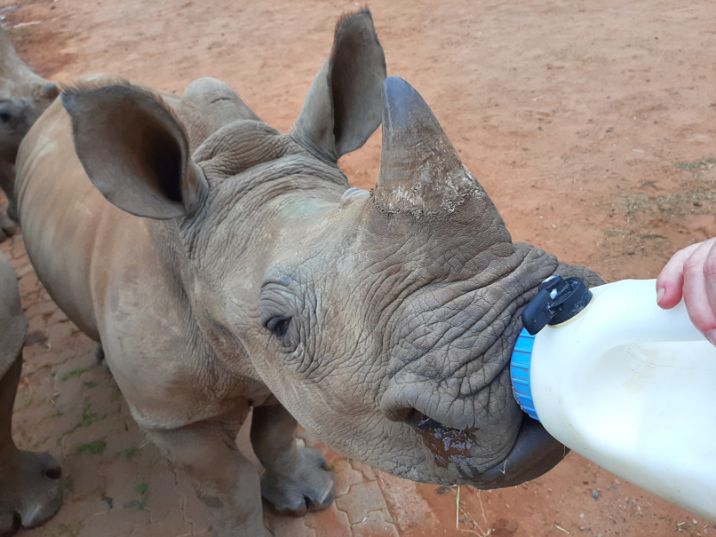 Baby rhino milk