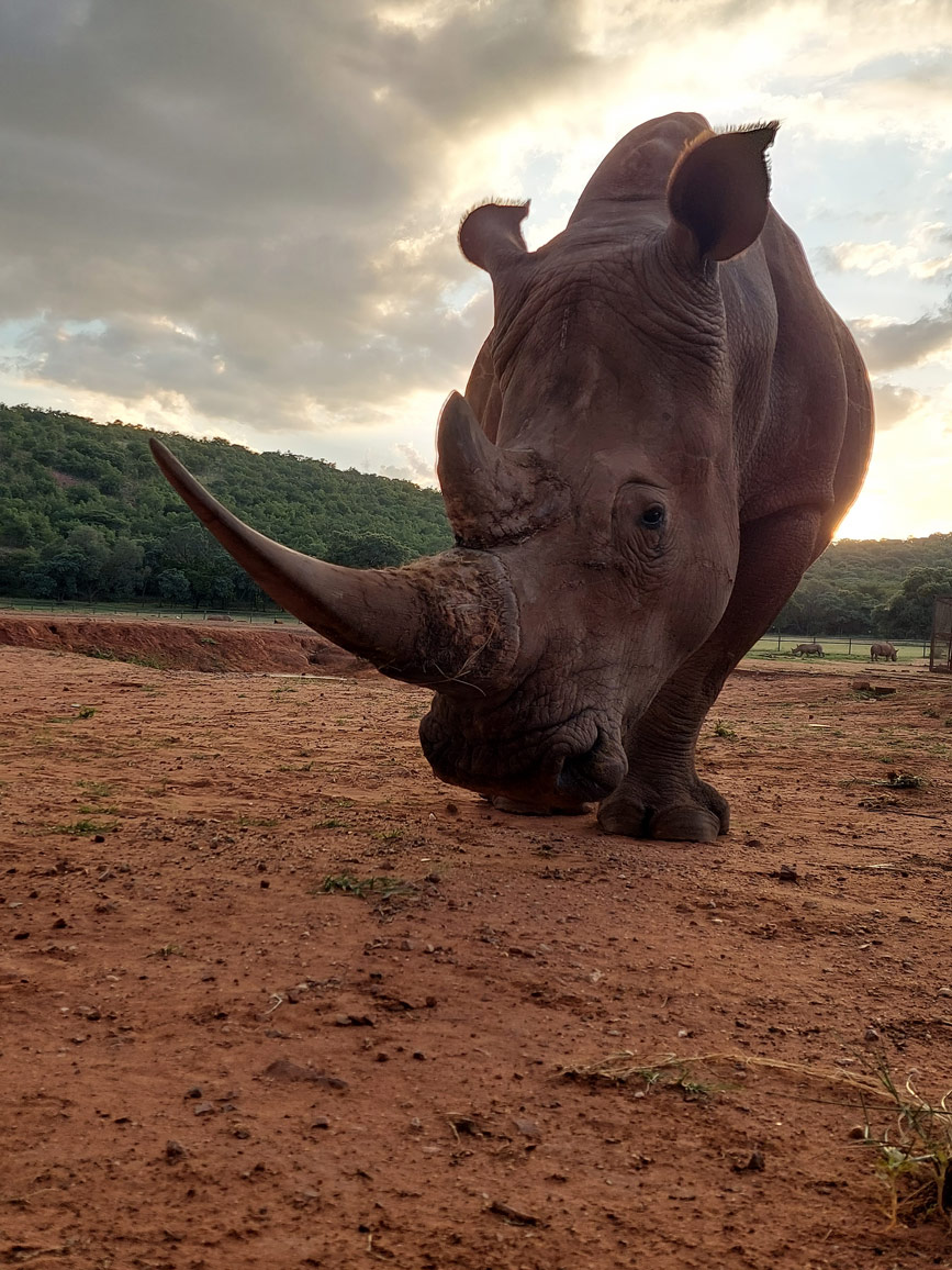 Big rhino horn