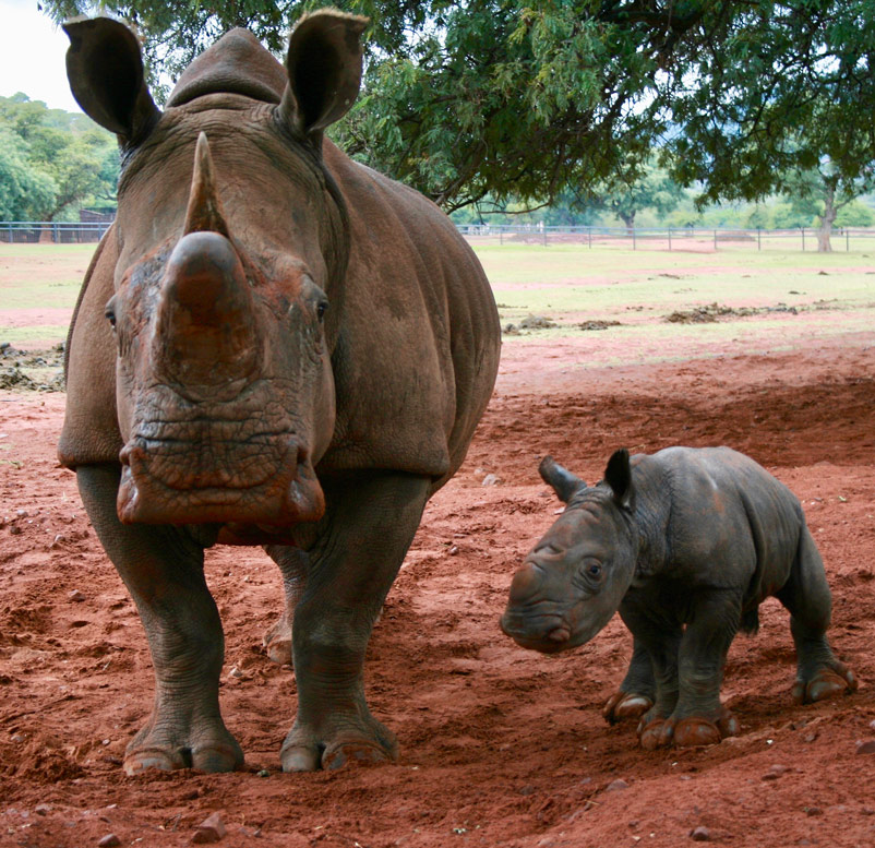 Big bull with baby