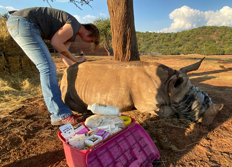 Nele taking care of rhino